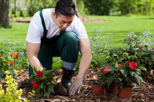 Professional hedge trimming work in Rainham